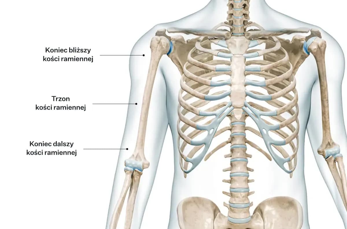 Rehabilitacja kości ramiennej: Ile trwa powrót do sprawności?